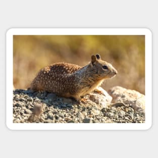 Ground Squirrel Sticker